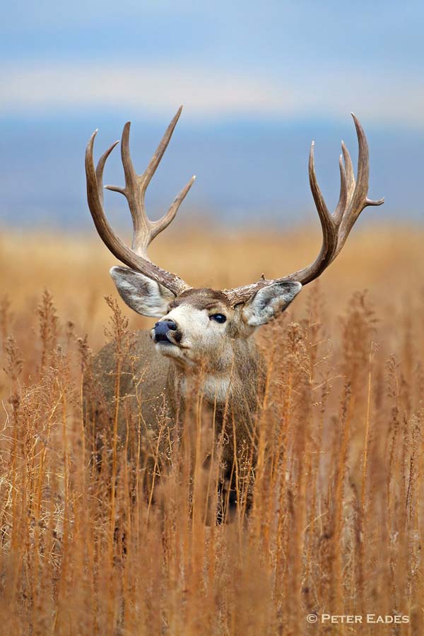 Hawg Heaven XXXIV