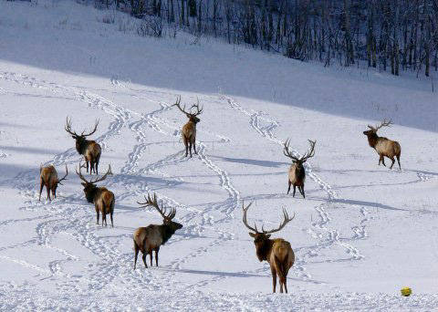 Bucks-n-Bulls