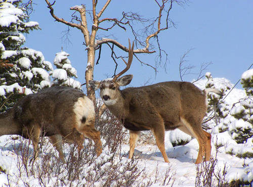 Sheddin' Bucks