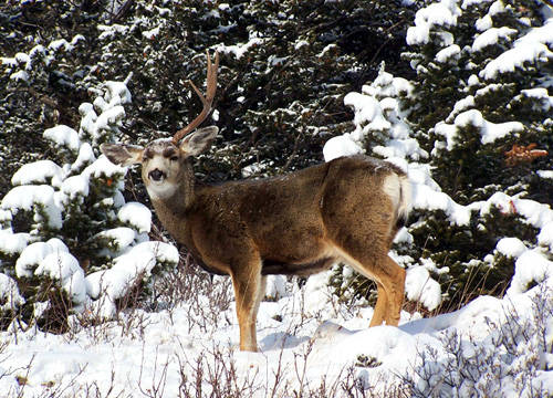 Sheddin' Bucks