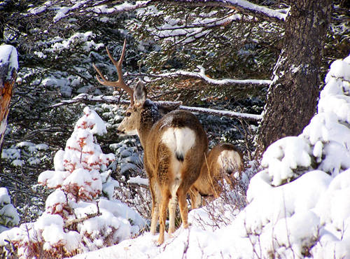 Sheddin' Bucks