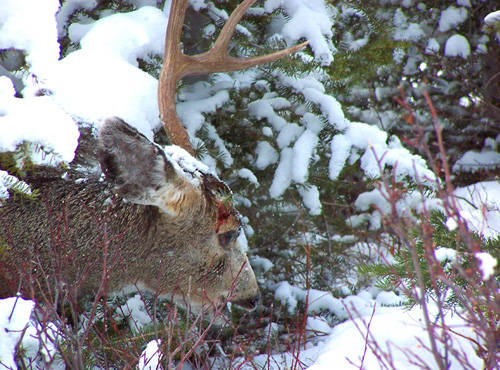 Sheddin' Bucks