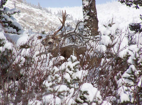 Sheddin' Bucks