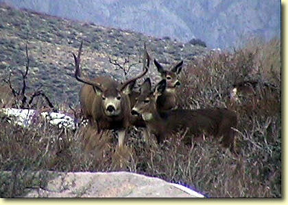 Big Bucks In California III