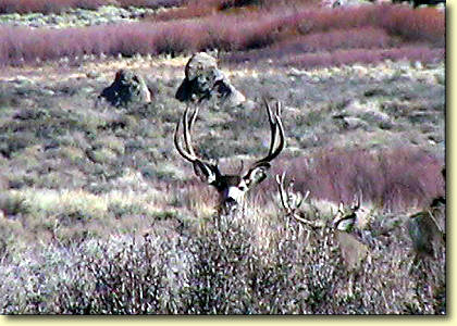 Big Bucks In California III