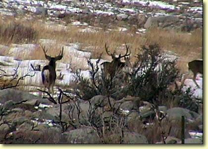 Big Bucks In California III