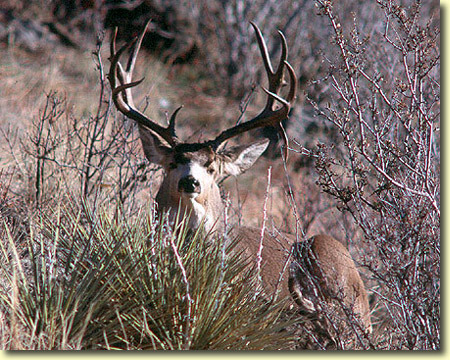 Big Buck, be patient!