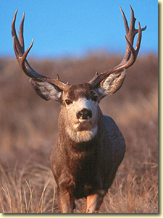 Big Buck, be patient!