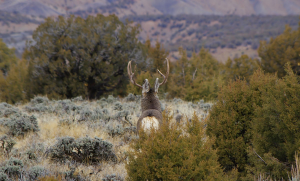 Ruttin' Muleys