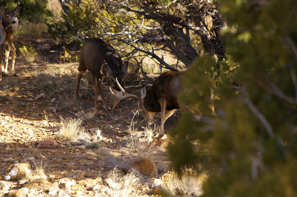 Ruttin' Muleys