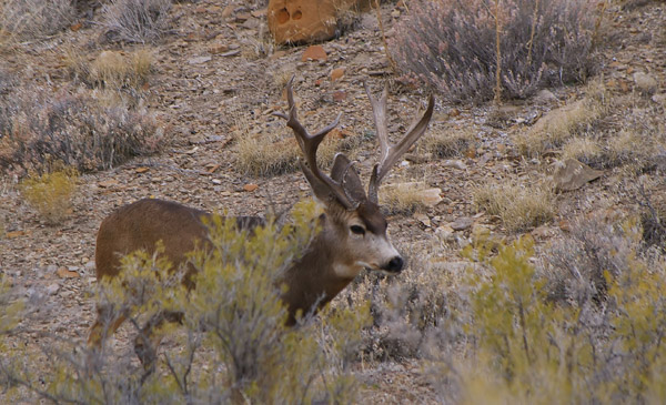 Ruttin' Muleys