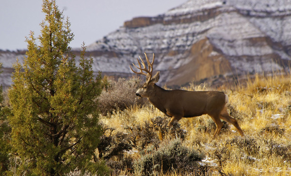 Ruttin' Muleys