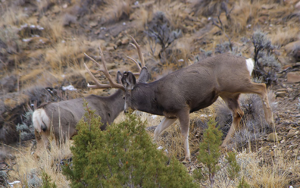 Ruttin' Muleys