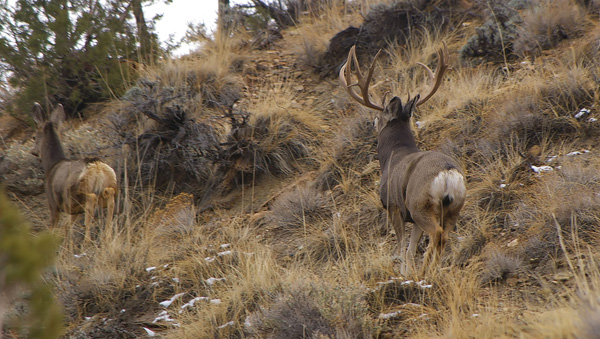 Ruttin' Muleys