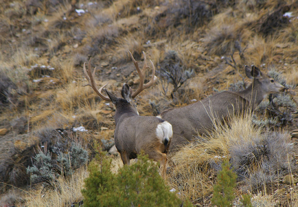 Ruttin' Muleys