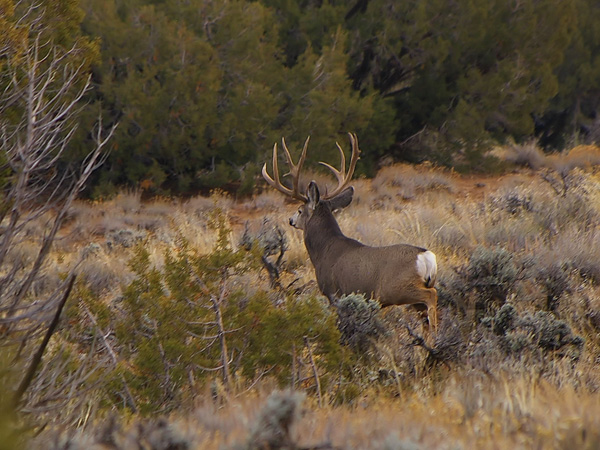 Ruttin' Muleys