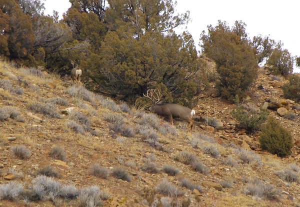 Ruttin' Muleys