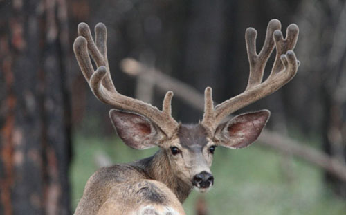 Awesome Velvet Bucks IV