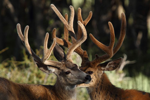 Awesome Velvet Bucks IV