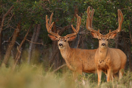Awesome Velvet Bucks IV