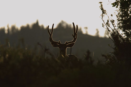 Awesome Velvet Bucks IV