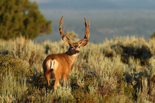 Awesome Velvet Bucks IV