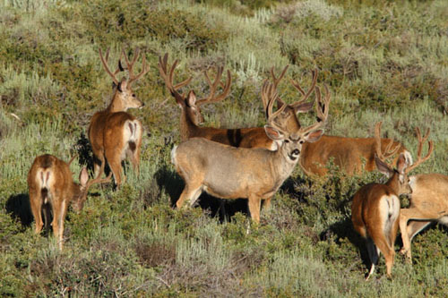 Awesome Velvet Bucks IV