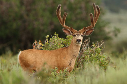 Awesome Velvet Bucks IV