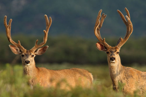 Awesome Velvet Bucks IV