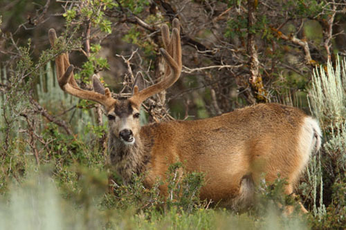 Awesome Velvet Bucks IV