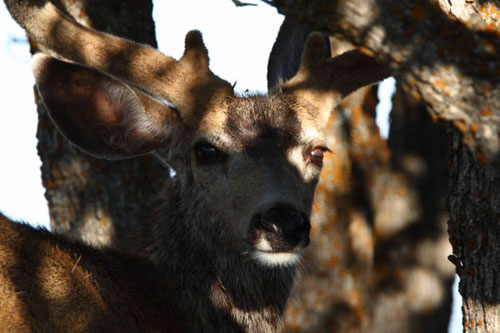 Awesome Velvet Bucks IV