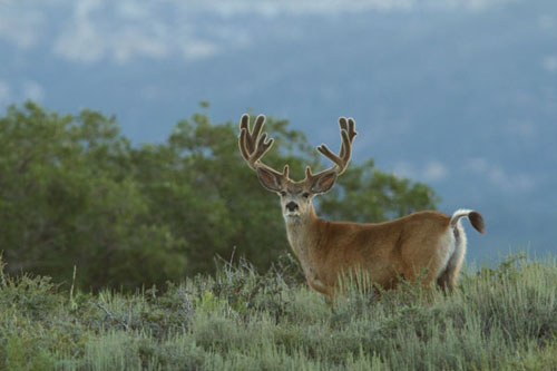 Awesome Velvet Bucks IV