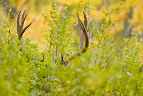 Nuts About Bucks III
