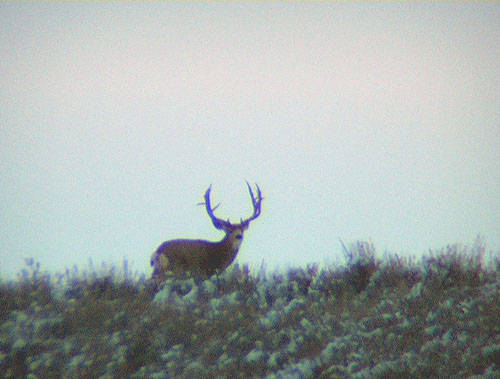 Winter Range Bucks