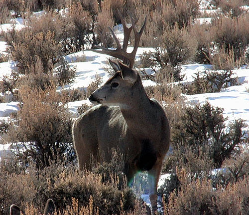 Winter Range Bucks