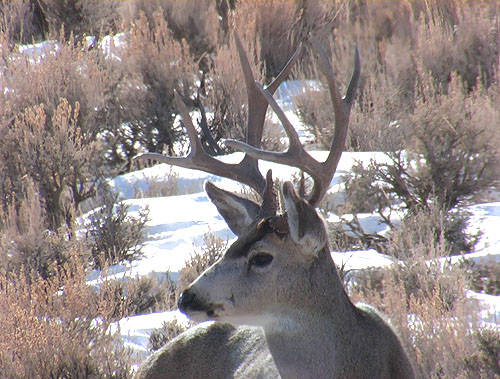 Winter Range Bucks