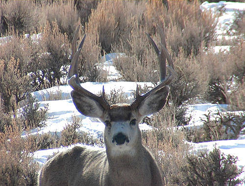 Winter Range Bucks