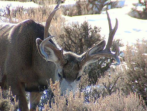 Winter Range Bucks