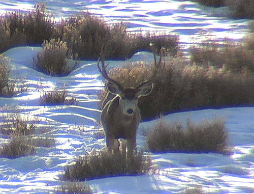 Winter Range Bucks