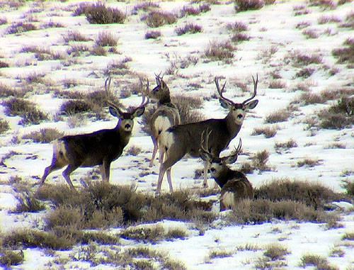 Winter Range Bucks