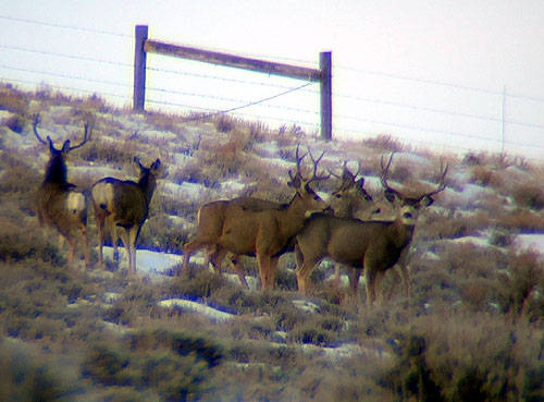 Winter Range Bucks