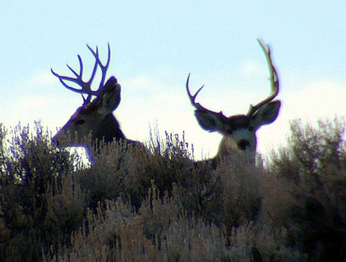 Winter Range Bucks