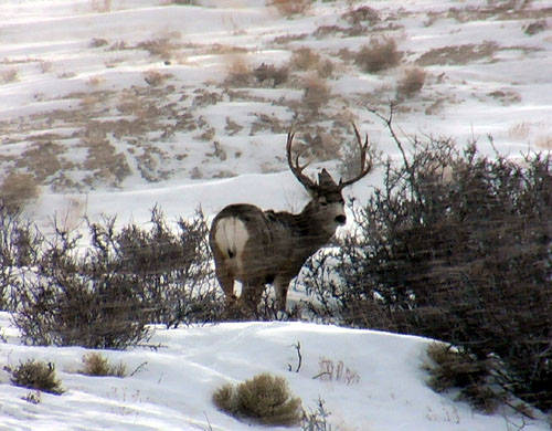 Winter Range Bucks