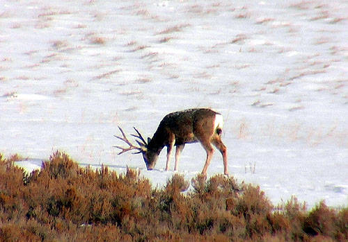 Winter Range Bucks