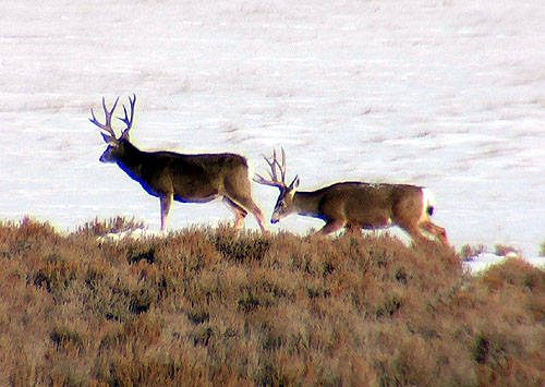 Winter Range Bucks