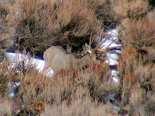 Winter Range Bucks