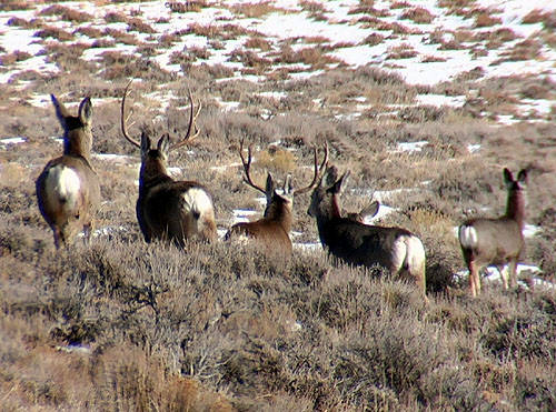 Winter Range Bucks