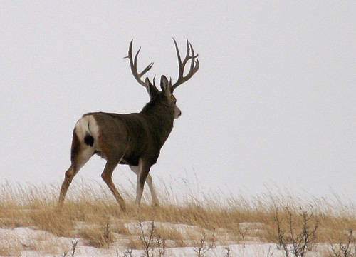 Saskatchewan - Hard Horned II