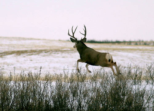 Saskatchewan - Hard Horned II