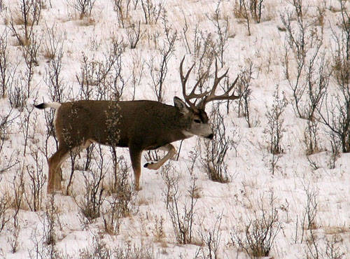 Saskatchewan - Hard Horned II